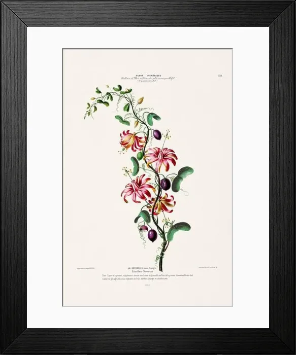 Framed Print : Antique Botanical Illustration Framed Print : Antique Botanical Illustration
