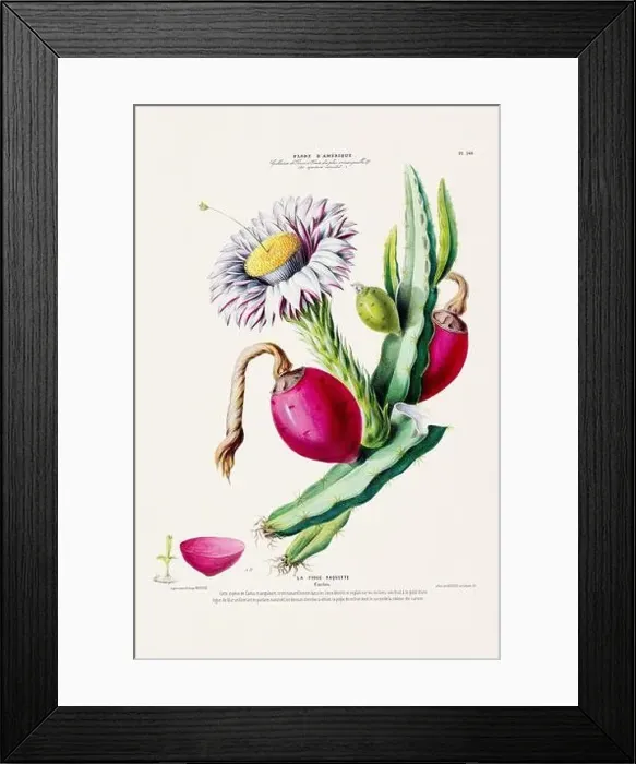 Framed Print : Antique Botanical Illustration Framed Print : Antique Botanical Illustration