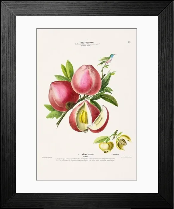 Framed Print : Antique Botanical Illustration Framed Print : Antique Botanical Illustration
