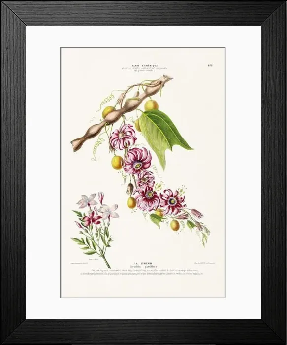 Framed Print : Antique Botanical Illustration Framed Print : Antique Botanical Illustration
