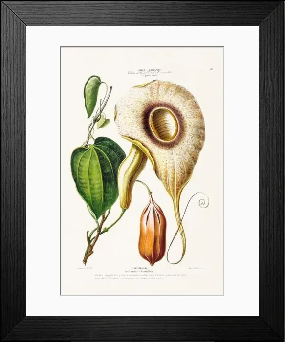 Framed Print : Antique Botanical Illustration Framed Print : Antique Botanical Illustration