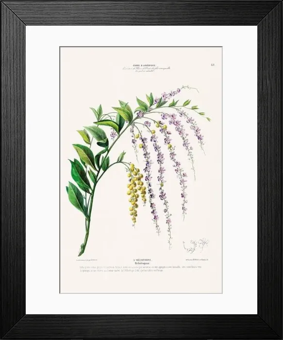Framed Print : Antique Botanical Illustration