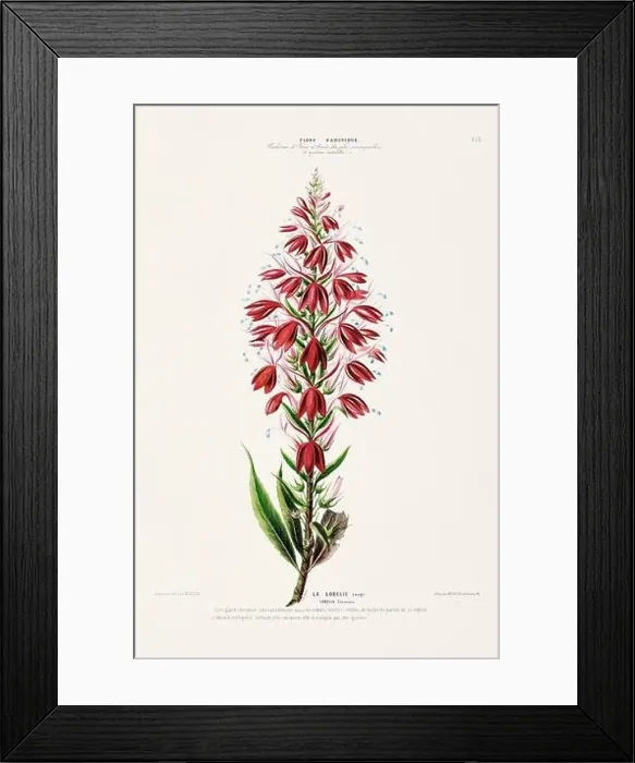 Framed Print : Antique Botanical Illustration Framed Print : Antique Botanical Illustration