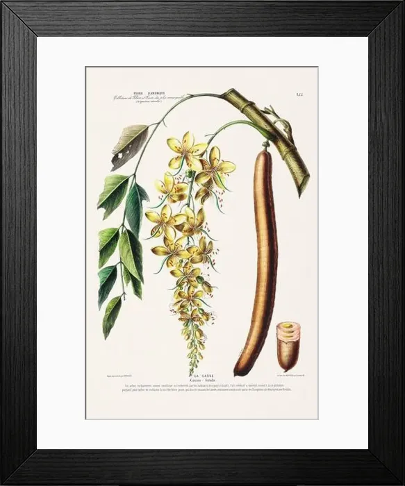 Framed Print : Antique Botanical Illustration Framed Print : Antique Botanical Illustration