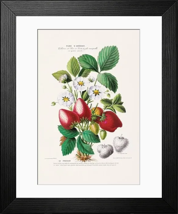 Framed Print : Antique Botanical Illustration Framed Print : Antique Botanical Illustration