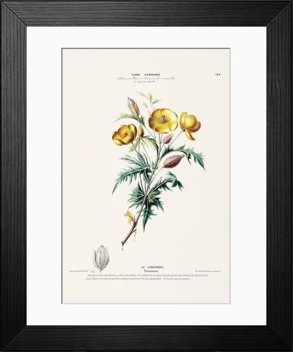 Framed Print : Antique Botanical Illustration Framed Print : Antique Botanical Illustration