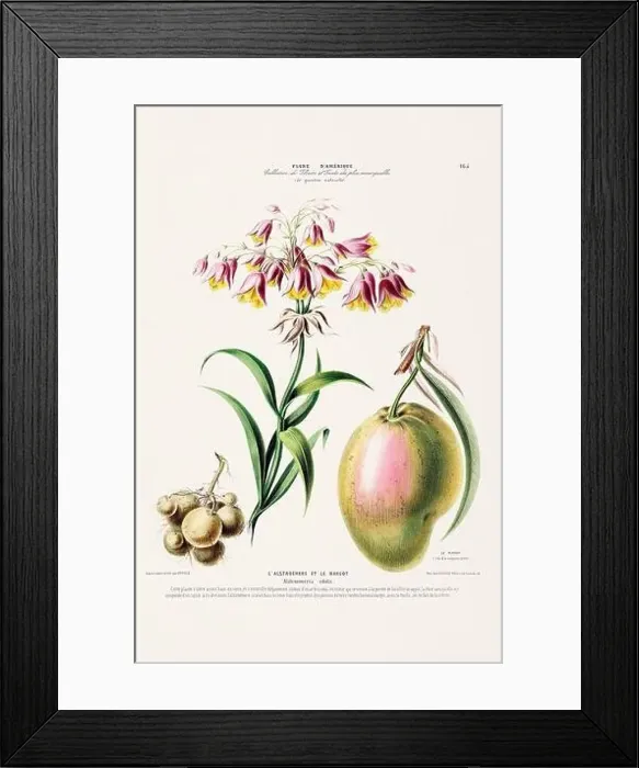 Framed Print : Antique Botanical Illustration Framed Print : Antique Botanical Illustration