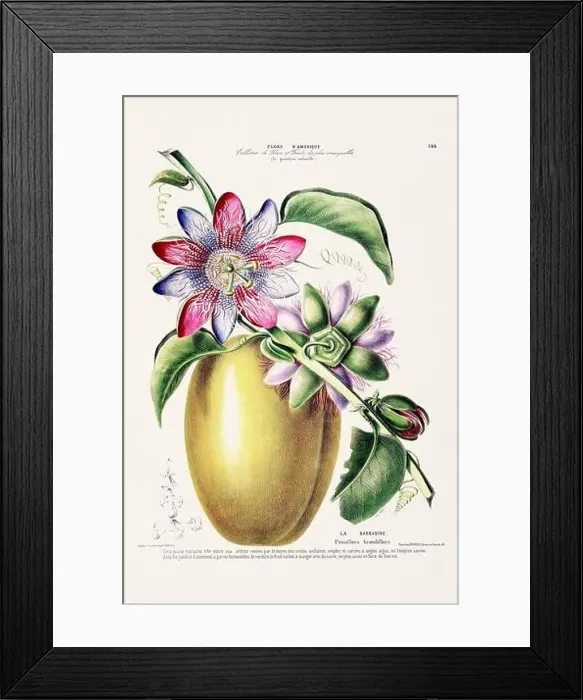 Framed Print : Antique Botanical Illustration Framed Print : Antique Botanical Illustration