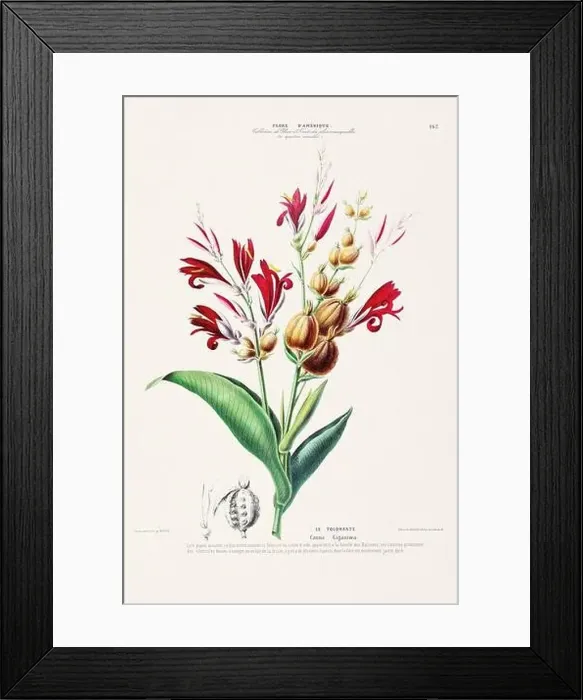 Framed Print : Antique Botanical Illustration Framed Print : Antique Botanical Illustration