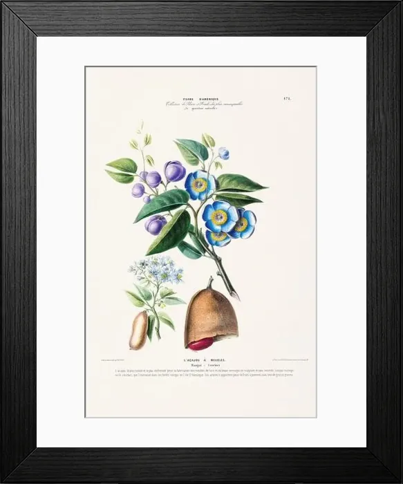 Framed Print : Antique Botanical Illustration Framed Print : Antique Botanical Illustration