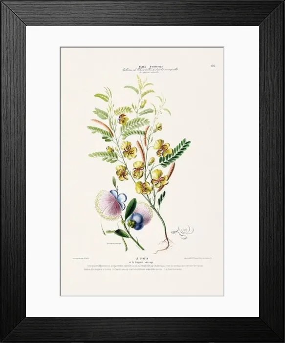 Framed Print : Antique Botanical Illustration Framed Print : Antique Botanical Illustration