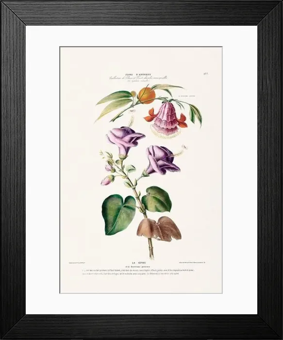 Framed Print : Antique Botanical Illustration Framed Print : Antique Botanical Illustration
