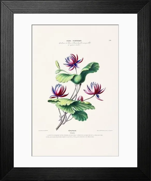 Framed Print : Antique Botanical Illustration Framed Print : Antique Botanical Illustration