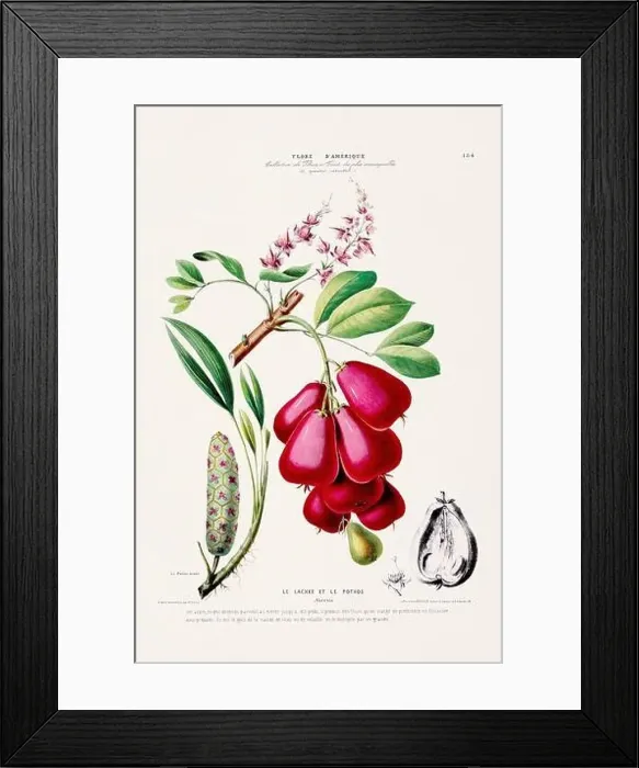 Framed Print : Antique Botanical Illustration Framed Print : Antique Botanical Illustration