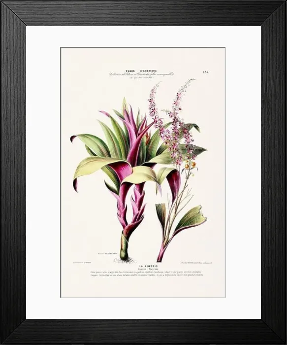 Framed Print : Antique Botanical Illustration Framed Print : Antique Botanical Illustration