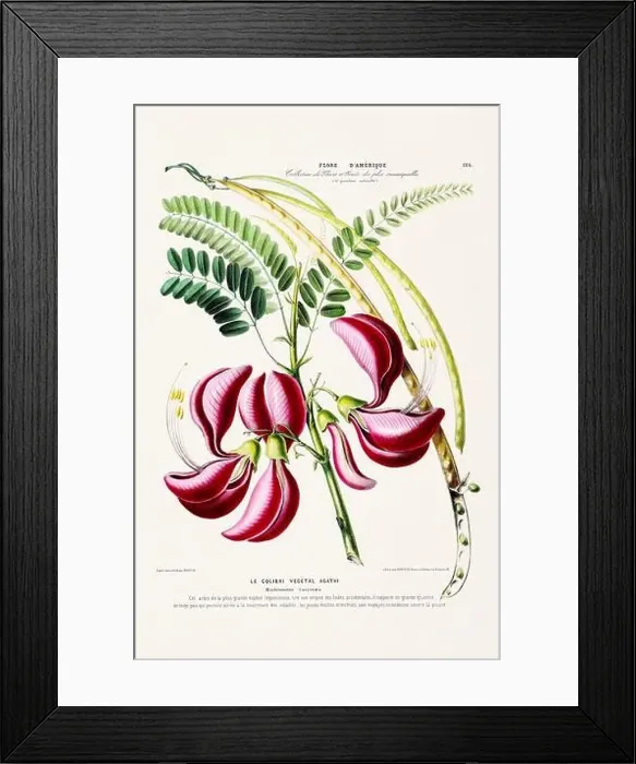 Framed Print : Antique Botanical Illustration Framed Print : Antique Botanical Illustration
