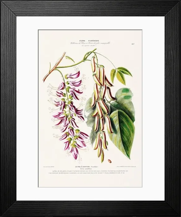 Framed Print : Antique Botanical Illustration Framed Print : Antique Botanical Illustration