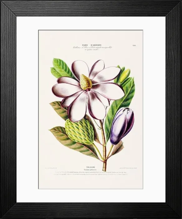 Framed Print : Antique Botanical Illustration Framed Print : Antique Botanical Illustration