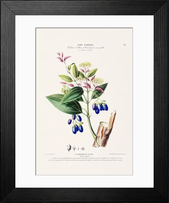 Framed Print : Antique Botanical Illustration Framed Print : Antique Botanical Illustration