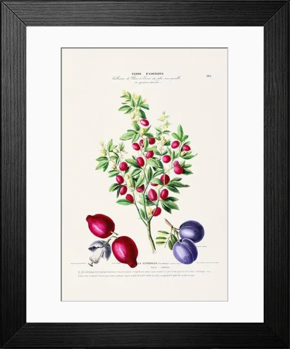 Framed Print : Antique Botanical Illustration Framed Print : Antique Botanical Illustration