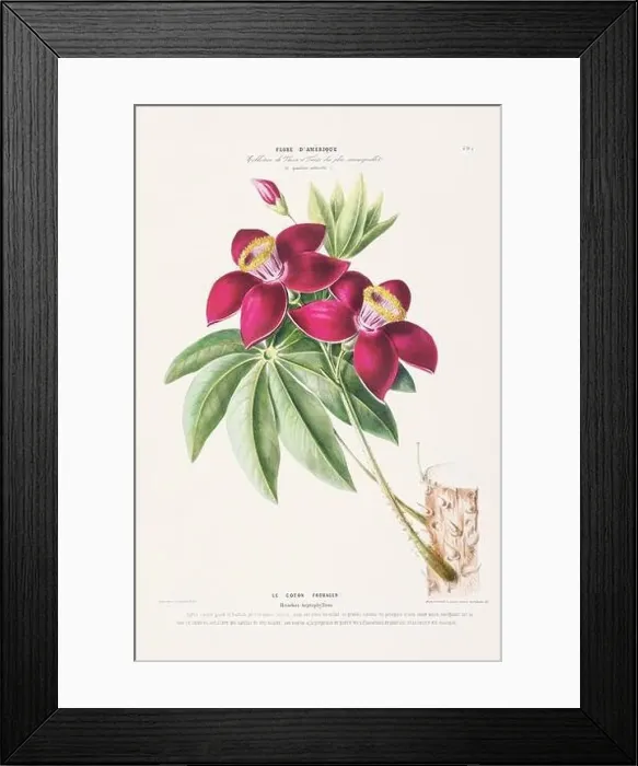Framed Print : Antique Botanical Illustration Framed Print : Antique Botanical Illustration