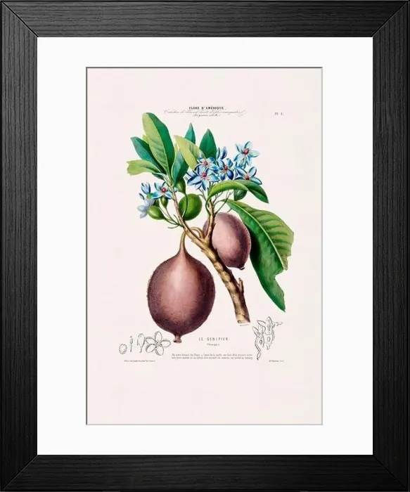 Framed Print : Antique Botanical Illustration Framed Print : Antique Botanical Illustration
