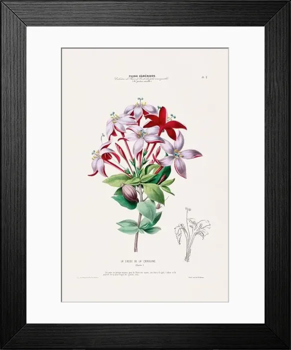 Framed Print : Antique Botanical Illustration Framed Print : Antique Botanical Illustration
