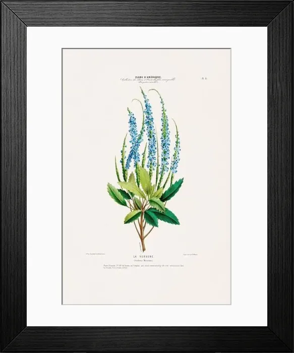 Framed Print : Antique Botanical Illustration Framed Print : Antique Botanical Illustration
