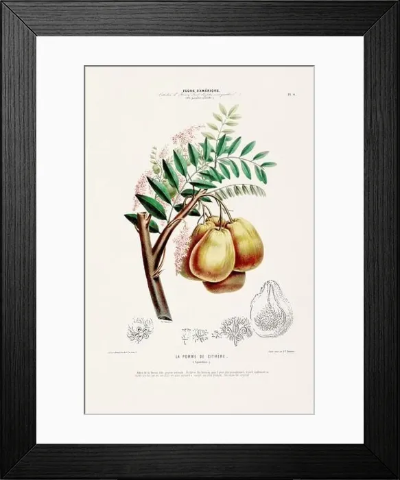 Framed Print : Antique Botanical Illustration Framed Print : Antique Botanical Illustration