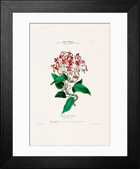 Framed Print : Antique Botanical Illustration Framed Print : Antique Botanical Illustration
