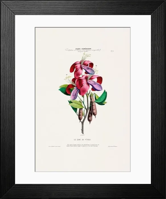 Framed Print : Antique Botanical Illustration Framed Print : Antique Botanical Illustration