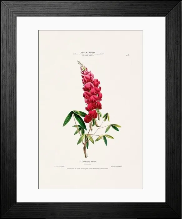 Framed Print : Antique Botanical Illustration Framed Print : Antique Botanical Illustration