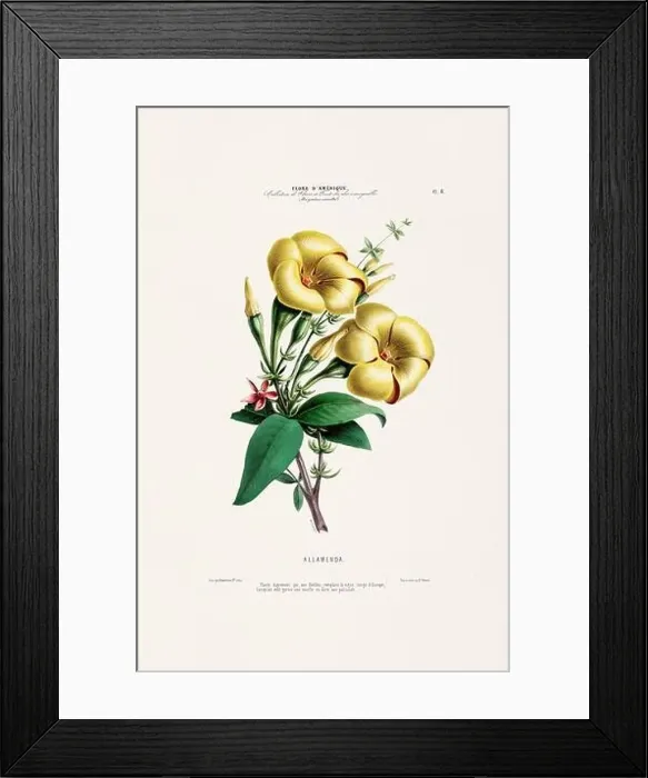 Framed Print : Antique Botanical Illustration Framed Print : Antique Botanical Illustration