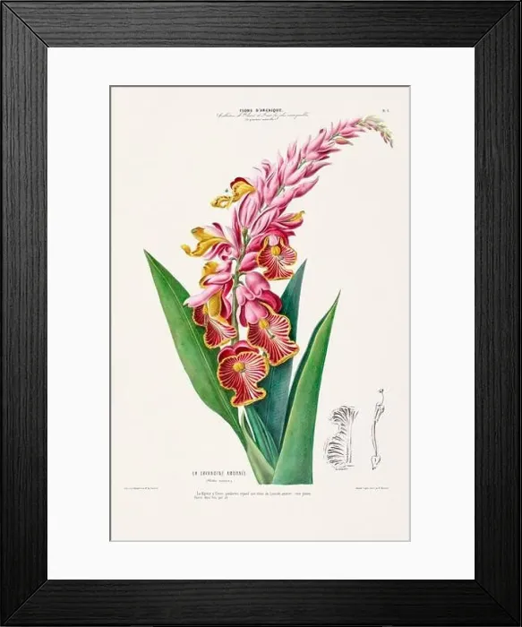 Framed Print : Antique Botanical Illustration Framed Print : Antique Botanical Illustration