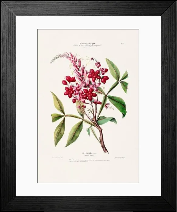 Framed Print : Antique Botanical Illustration Framed Print : Antique Botanical Illustration