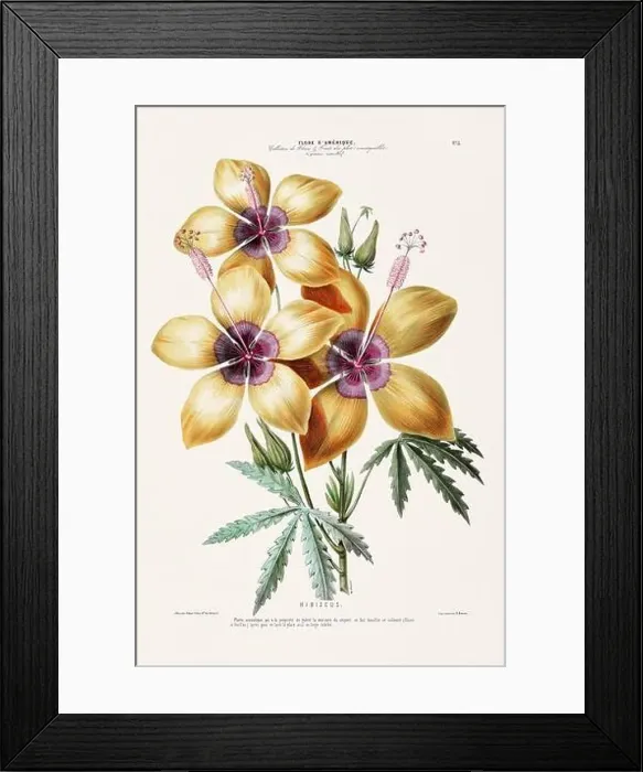 Framed Print : Antique Botanical Illustration Framed Print : Antique Botanical Illustration