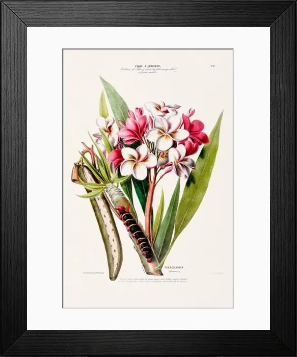 Framed Print : Antique Botanical Illustration Framed Print : Antique Botanical Illustration