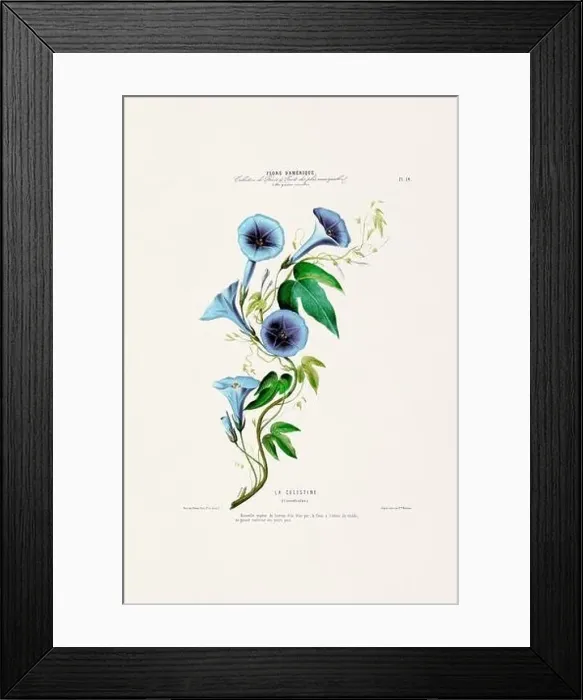 Framed Print : Antique Botanical Illustration Framed Print : Antique Botanical Illustration