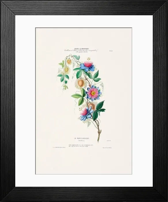 Framed Print : Antique Botanical Illustration Framed Print : Antique Botanical Illustration