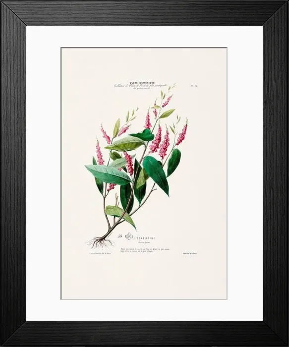 Framed Print : Antique Botanical Illustration Framed Print : Antique Botanical Illustration