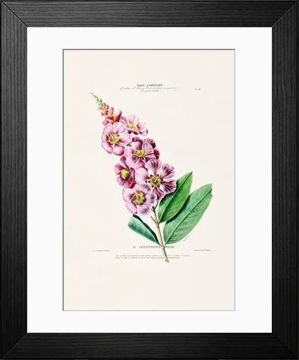Framed Print : Antique Botanical Illustration Framed Print : Antique Botanical Illustration