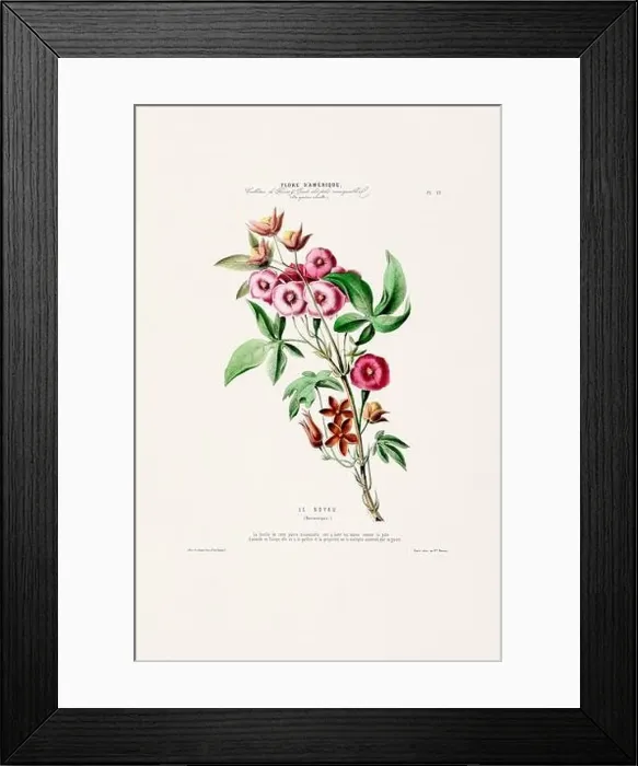 Framed Print : Antique Botanical Illustration Framed Print : Antique Botanical Illustration