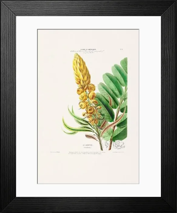 Framed Print : Antique Botanical Illustration Framed Print : Antique Botanical Illustration