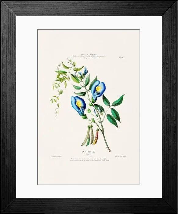 Framed Print : Antique Botanical Illustration Framed Print : Antique Botanical Illustration