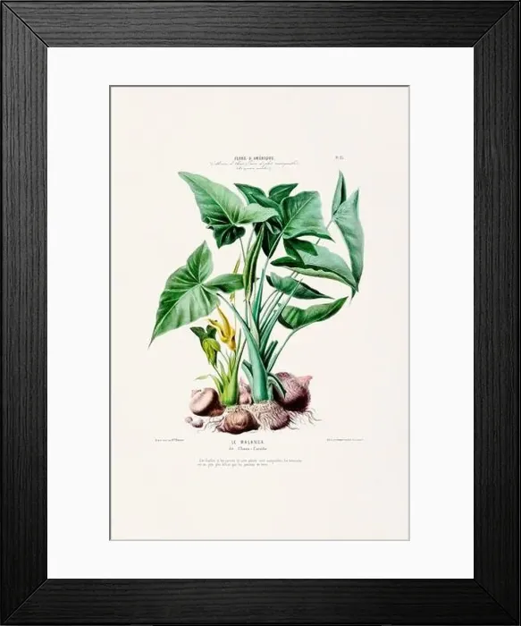 Framed Print : Antique Botanical Illustration Framed Print : Antique Botanical Illustration