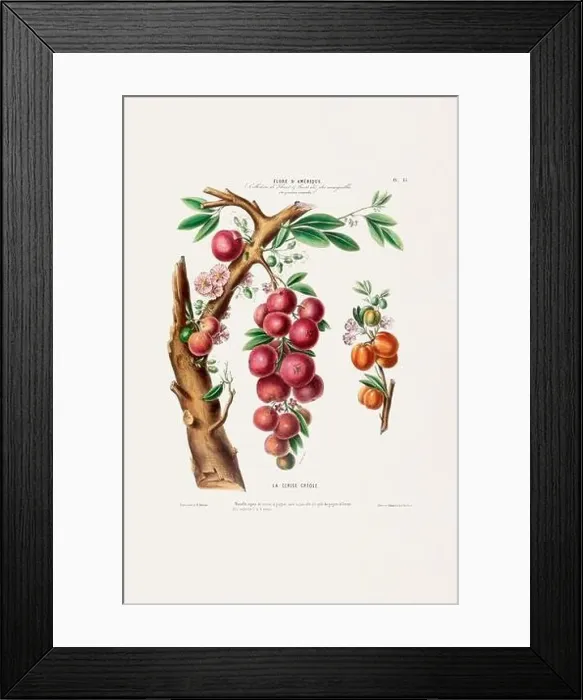 Framed Print : Antique Botanical Illustration Framed Print : Antique Botanical Illustration