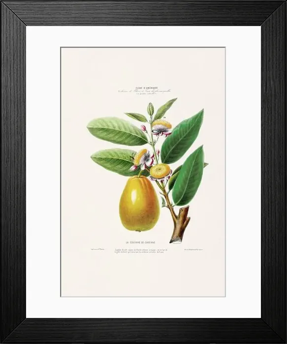 Framed Print : Antique Botanical Illustration Framed Print : Antique Botanical Illustration