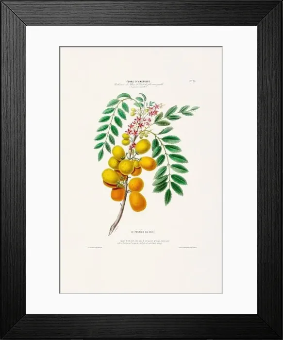 Framed Print : Antique Botanical Illustration Framed Print : Antique Botanical Illustration