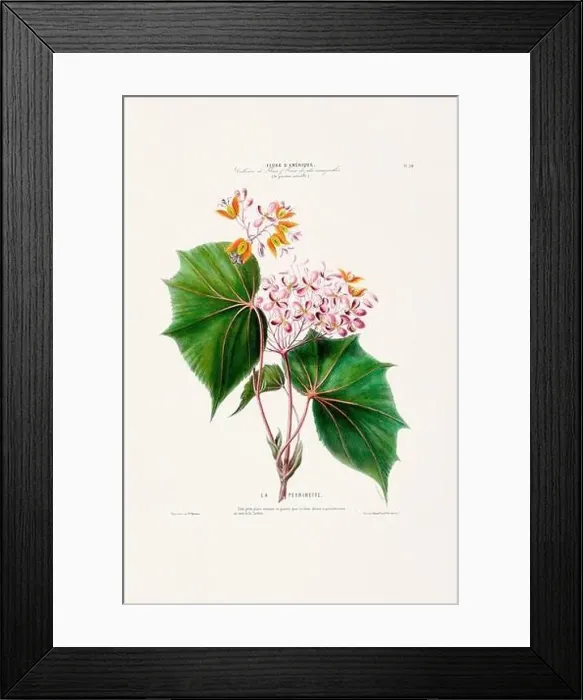 Framed Print : Antique Botanical Illustration Framed Print : Antique Botanical Illustration