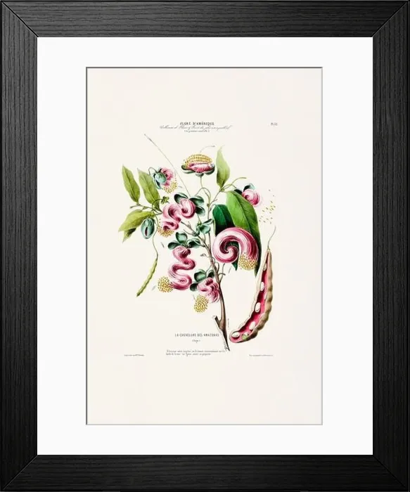 Framed Print : Antique Botanical Illustration Framed Print : Antique Botanical Illustration